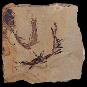1.6" Detailed Fossil Plant Leafs Metasequoia Dawn Redwood Oligocene Age MT COA