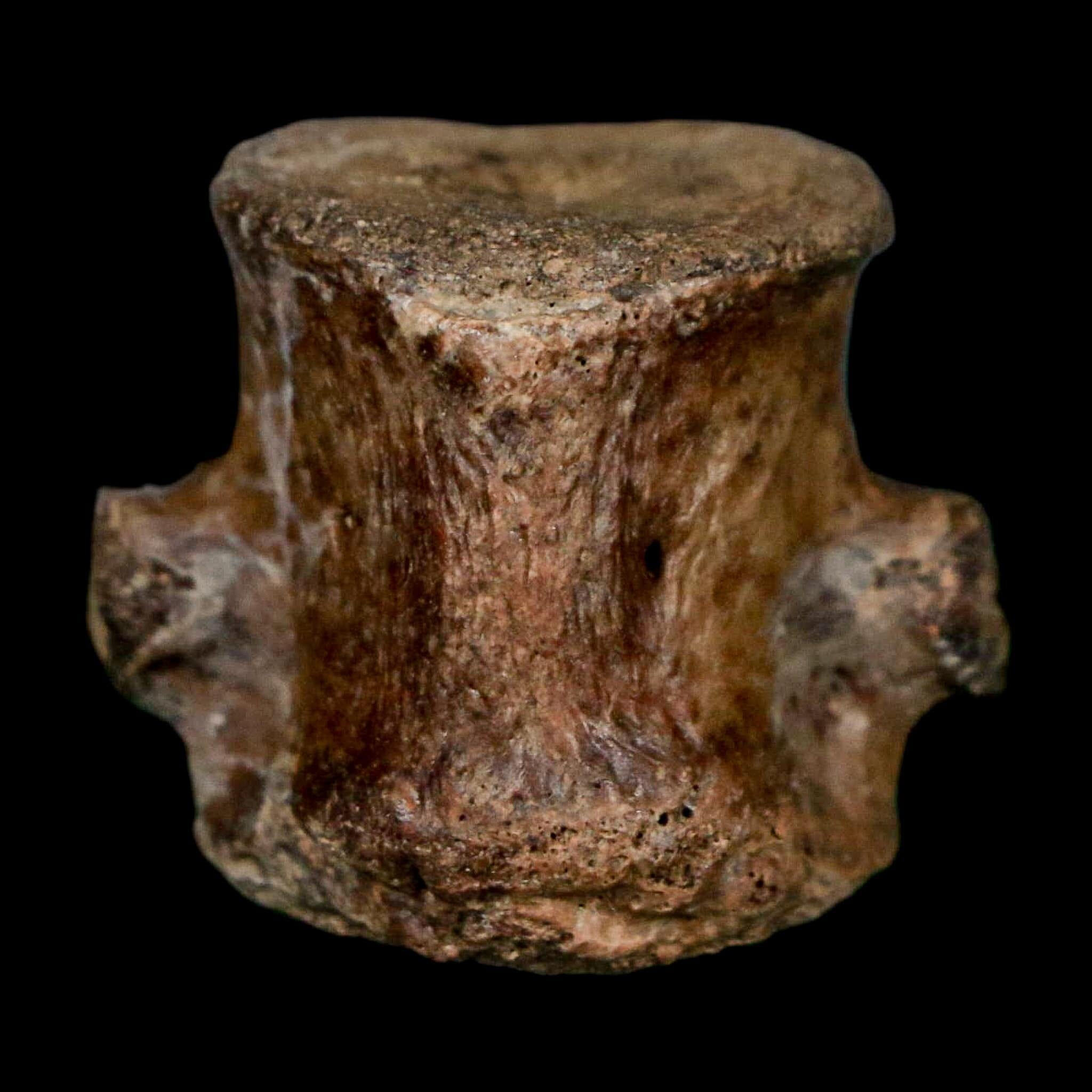 1.1" Champsosaurus Gigas Reptile Fossil Vertebrae Cretaceous Hell Creek FM MT COA - Fossil Age Minerals
