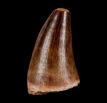 1.9"  Mosasaur Prognathodon Fossil Tooth Cretaceous Dinosaur Era COA & Stand