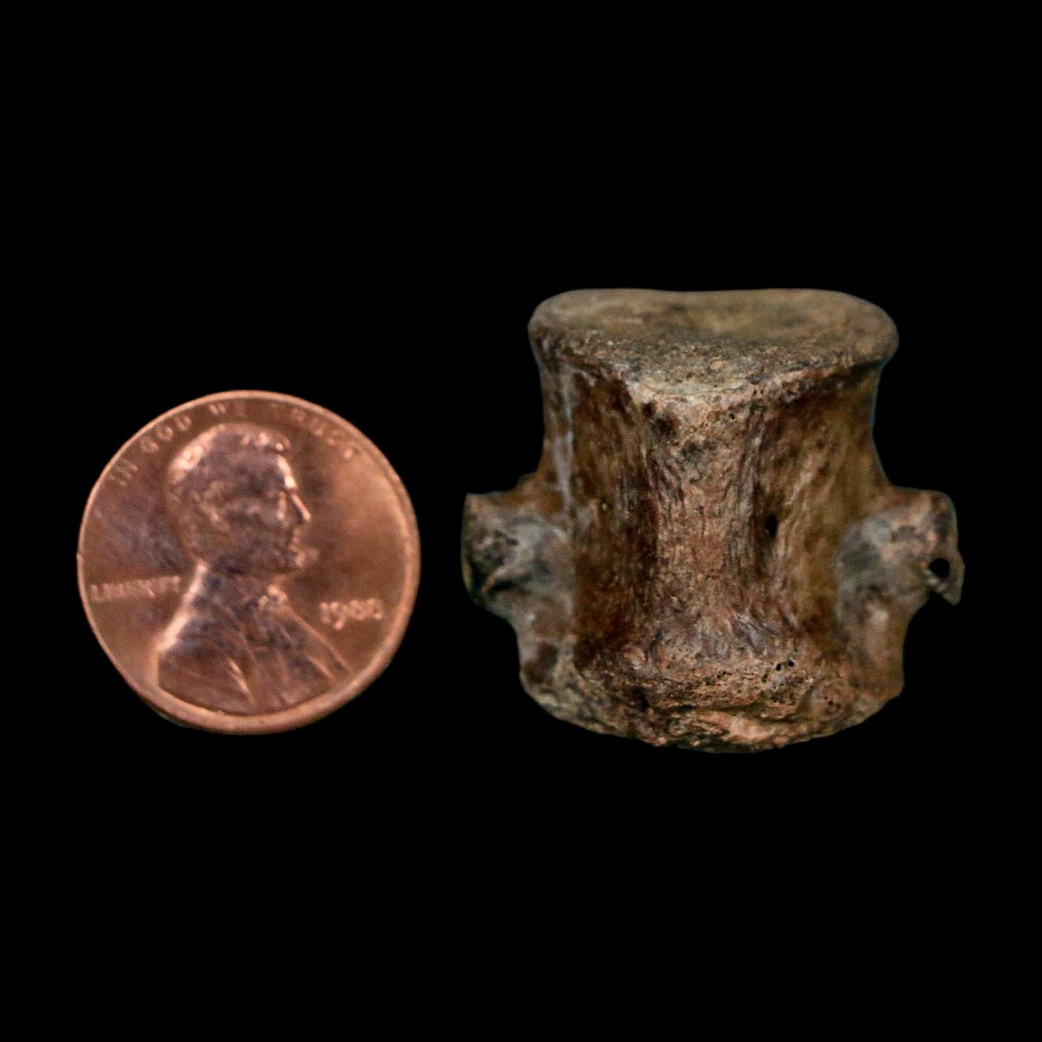 1.1" Champsosaurus Gigas Reptile Fossil Vertebrae Cretaceous Hell Creek FM MT COA - Fossil Age Minerals