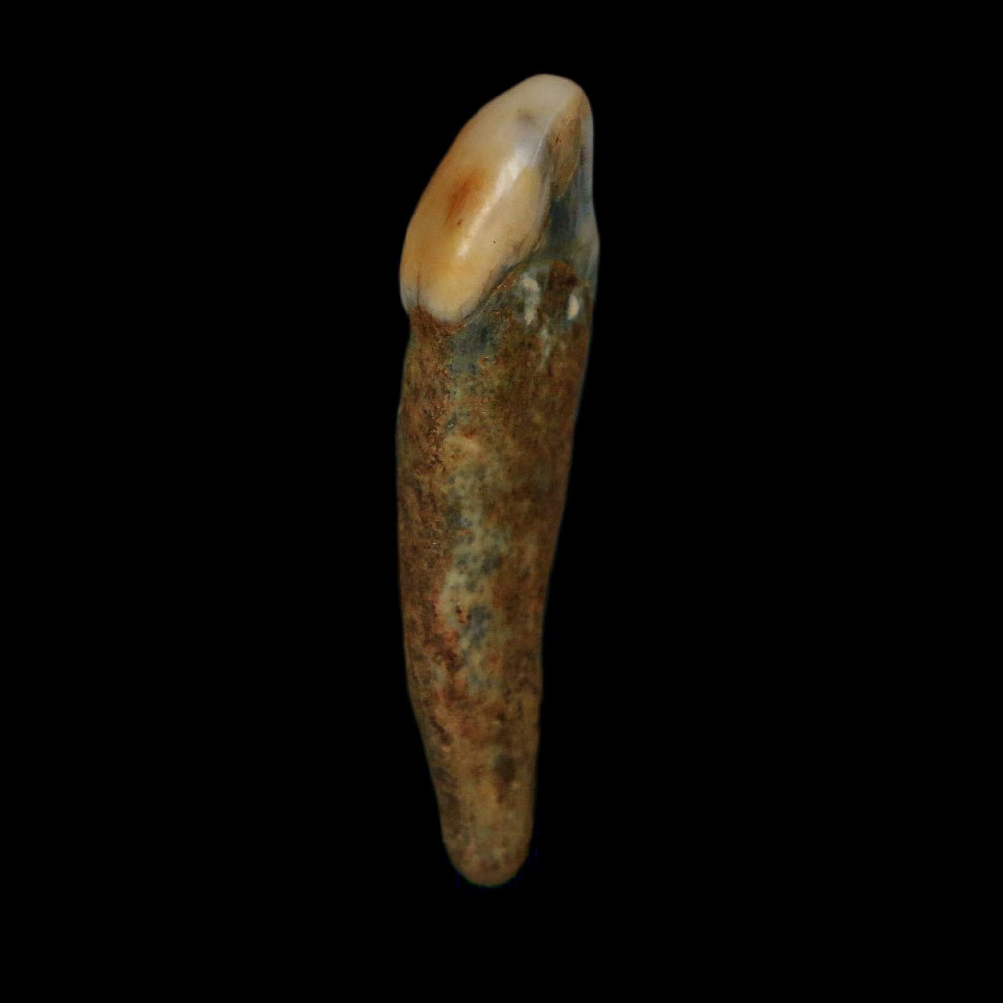 1.5" Extinct Cave Bear Ursus Spelaeus Incisor Tooth Rooted Pleistocene Age COA, Stand - Fossil Age Minerals