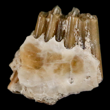 0.4" Palaeolagus Hayeni Fossil Jaw Section Teeth Oligocene Epoch South Dakota Display