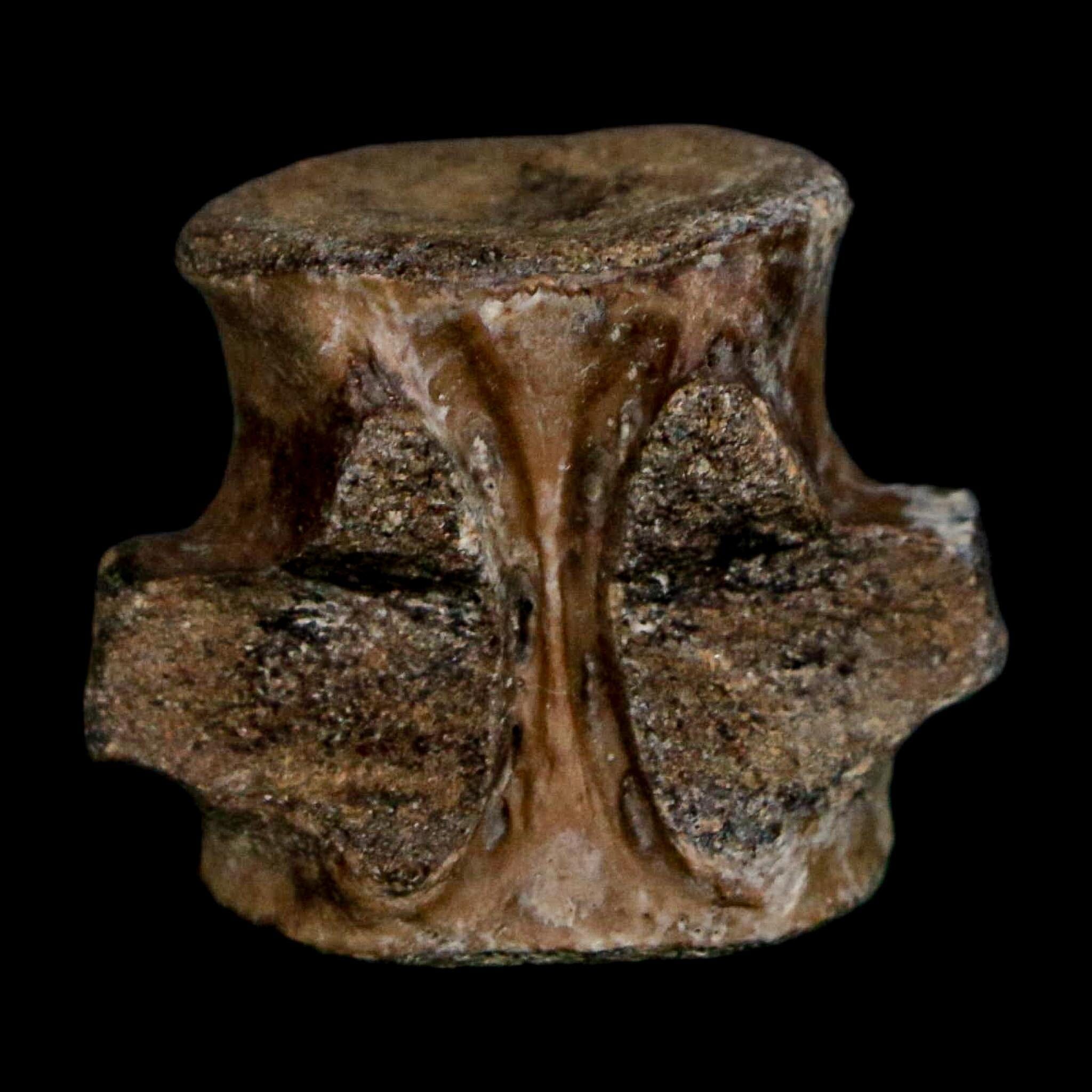 1.1" Champsosaurus Gigas Reptile Fossil Vertebrae Cretaceous Hell Creek FM MT COA - Fossil Age Minerals