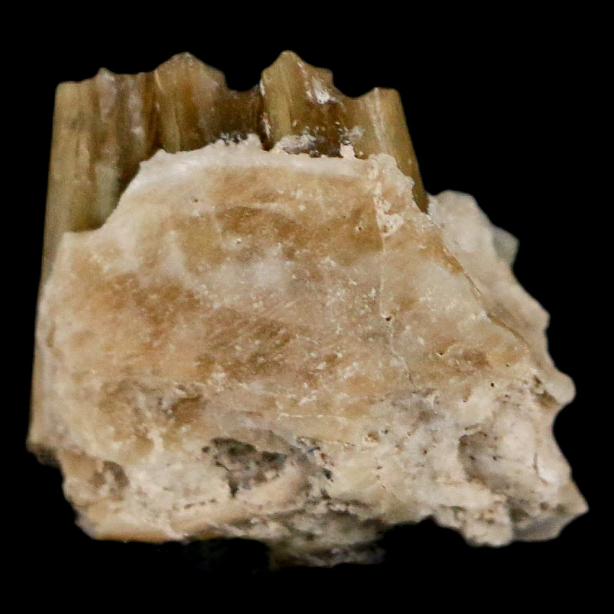 0.4" Palaeolagus Hayeni Fossil Jaw Section Teeth Oligocene Epoch South Dakota Display - Fossil Age Minerals