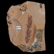 1.8" Detailed Fossil Plant Leafs Metasequoia Dawn Redwood Oligocene Age MT COA