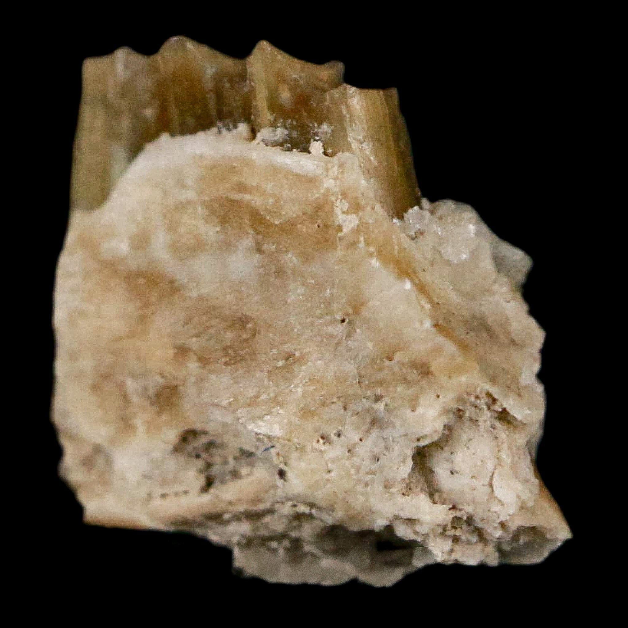 0.4" Palaeolagus Hayeni Fossil Jaw Section Teeth Oligocene Epoch South Dakota Display - Fossil Age Minerals