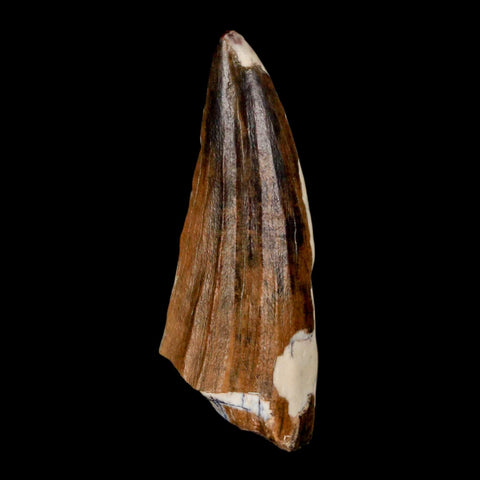 1.3" Suchomimus Fossil Tooth Cretaceous Spinosaurid Dinosaur Elraz FM Niger COA - Fossil Age Minerals