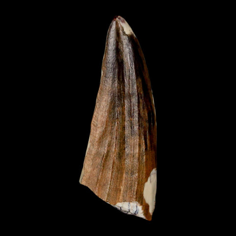 1.3" Suchomimus Fossil Tooth Cretaceous Spinosaurid Dinosaur Elraz FM Niger COA - Fossil Age Minerals