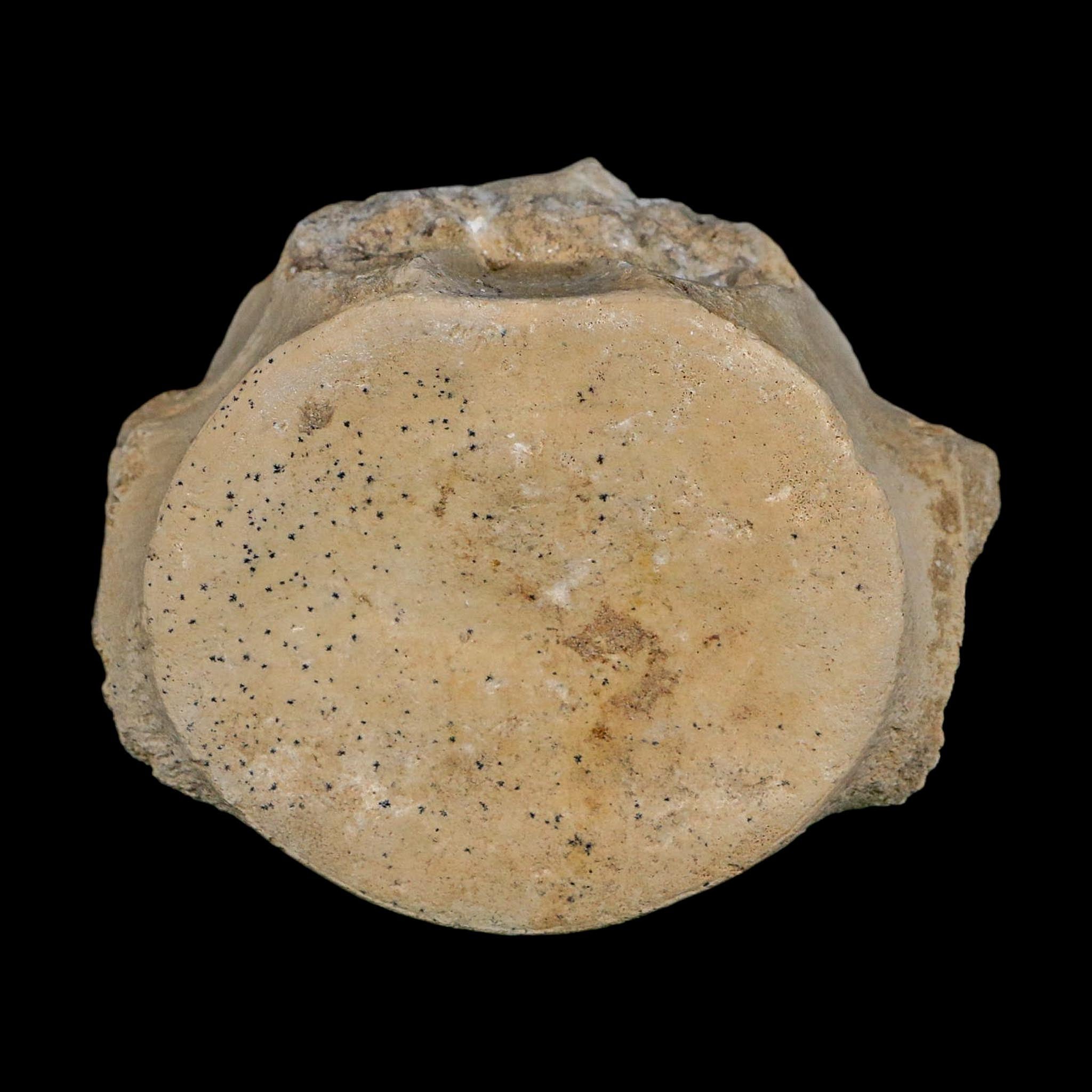3.6" Plesiosaurus Fossil Vertebrae Cretaceous Dinosaur Era Morocco Zarafasaura COA
