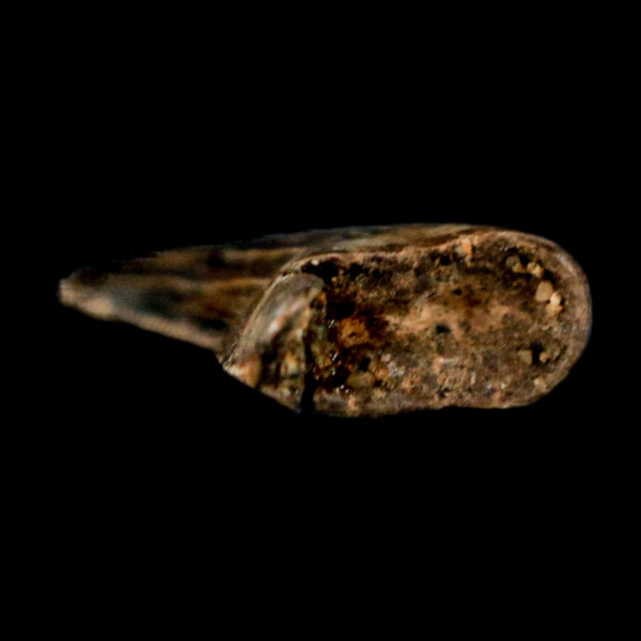 0.5" Nanotyrannus Tyrannosaurus Fossil Tooth Rooted Dinosaur Hell Creek MT COA - Fossil Age Minerals