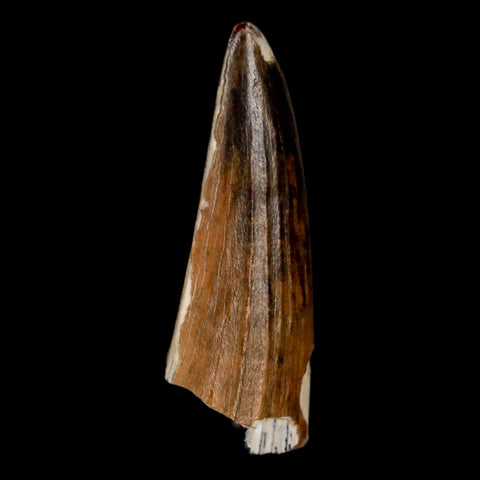 1.3" Suchomimus Fossil Tooth Cretaceous Spinosaurid Dinosaur Elraz FM Niger COA - Fossil Age Minerals