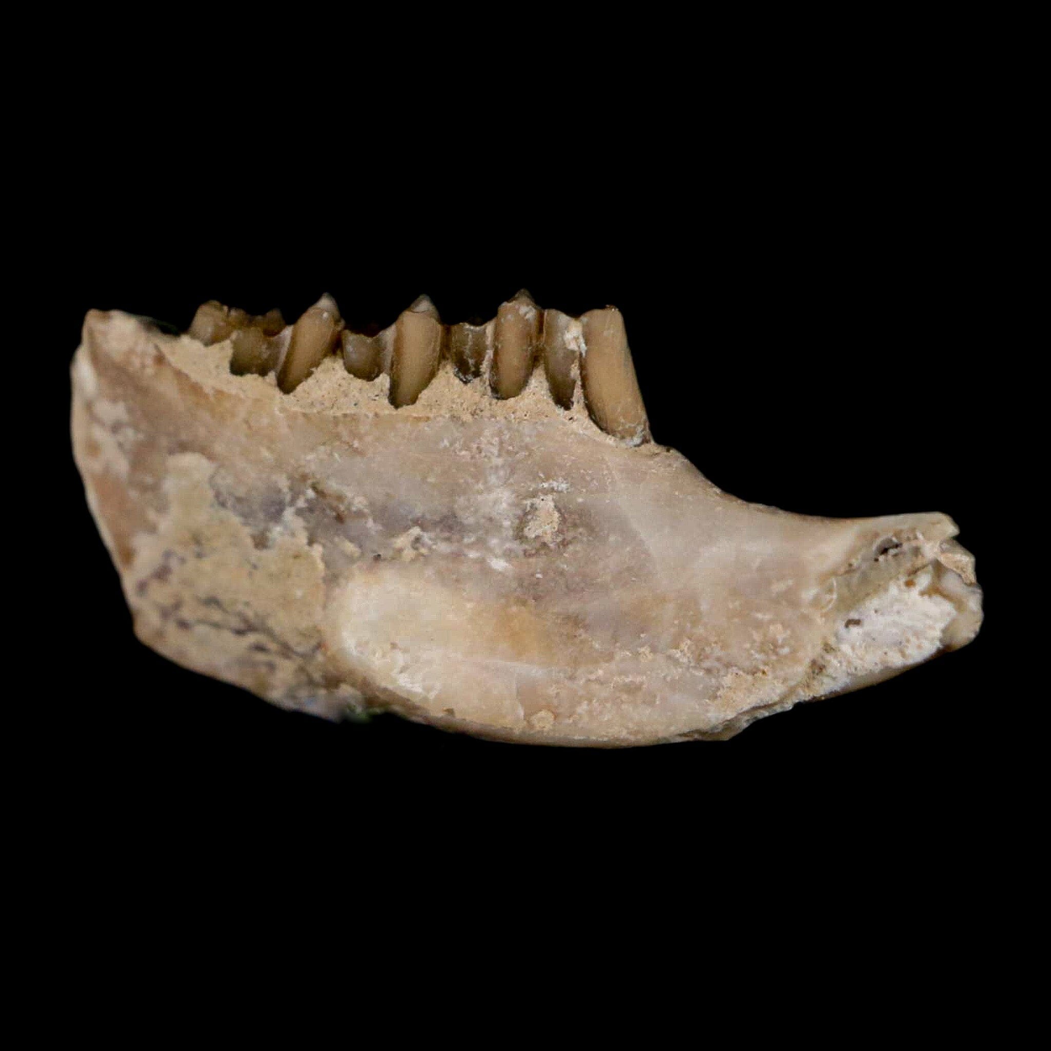 0.8" Palaeolagus Hayeni Fossil Jaw Section Teeth Oligocene Epoch South Dakota Display - Fossil Age Minerals