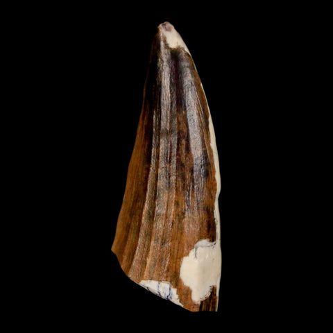 1.3" Suchomimus Fossil Tooth Cretaceous Spinosaurid Dinosaur Elraz FM Niger COA - Fossil Age Minerals