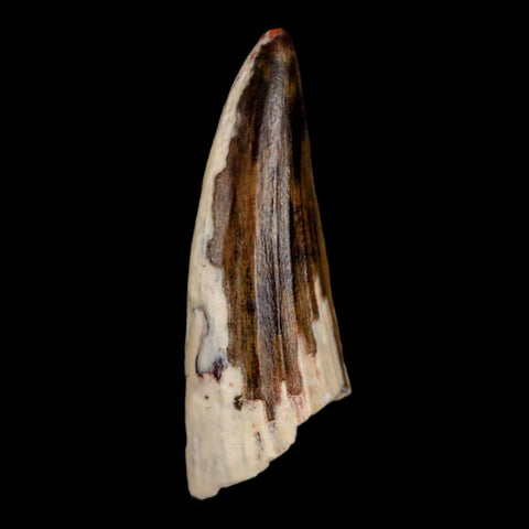 1.3" Suchomimus Fossil Tooth Cretaceous Spinosaurid Dinosaur Elraz FM Niger COA - Fossil Age Minerals