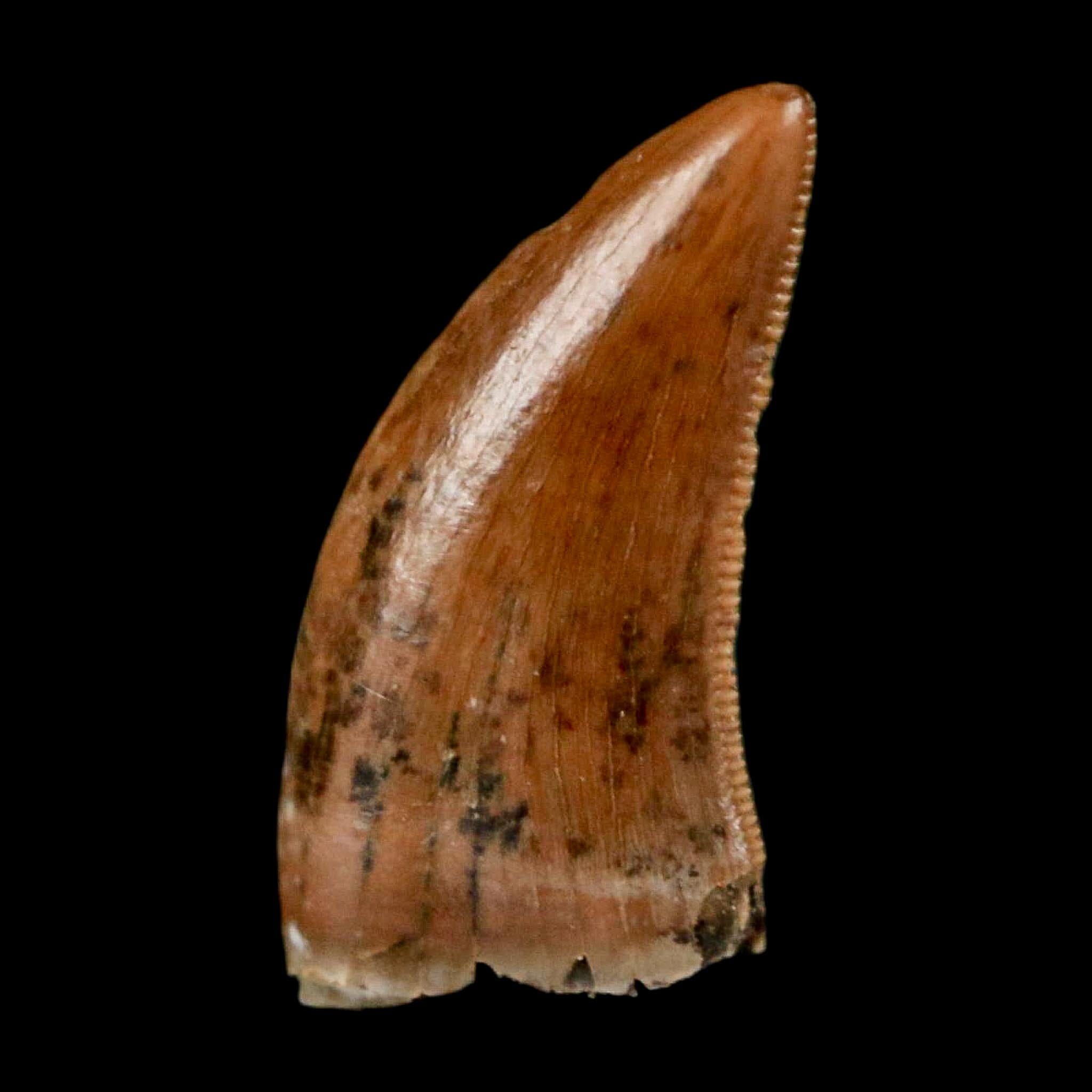 0.5" Nanotyrannus Tyrannosaurus Fossil Tooth Rooted Dinosaur Hell Creek MT COA - Fossil Age Minerals