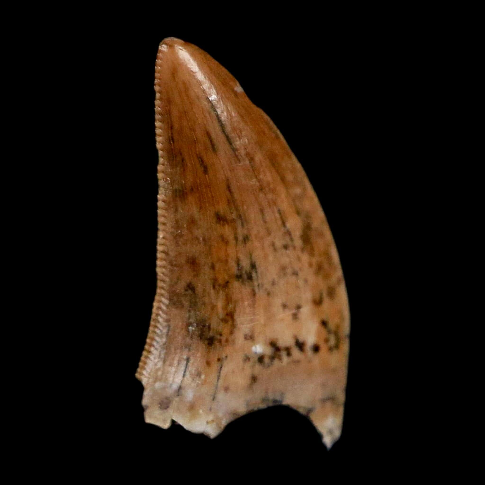 0.5" Nanotyrannus Tyrannosaurus Fossil Tooth Rooted Dinosaur Hell Creek MT COA - Fossil Age Minerals