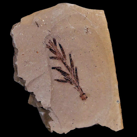 1.3" Detailed Fossil Plant Leafs Metasequoia Dawn Redwood Oligocene Age MT COA