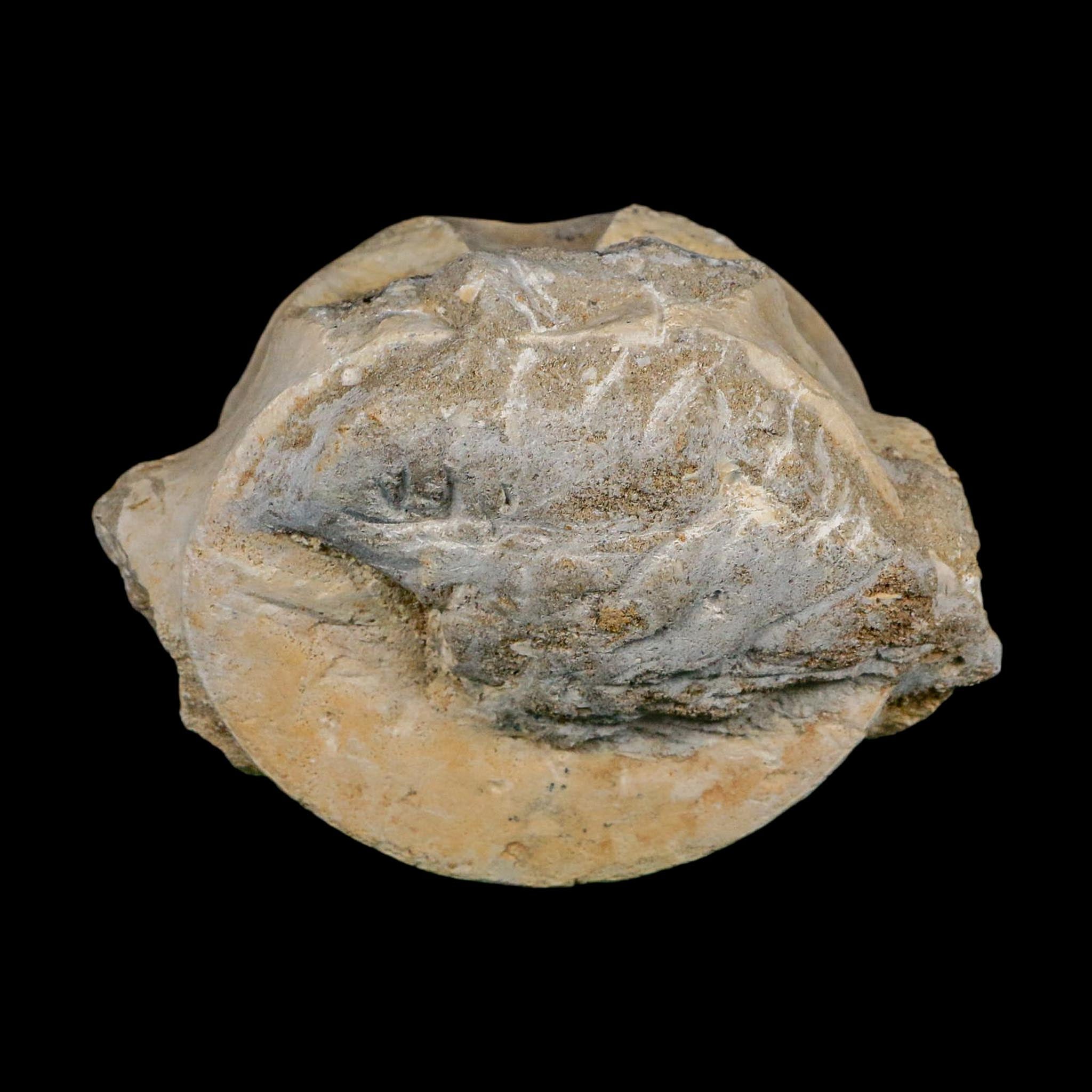 3.6" Plesiosaurus Fossil Vertebrae Cretaceous Dinosaur Era Morocco Zarafasaura COA