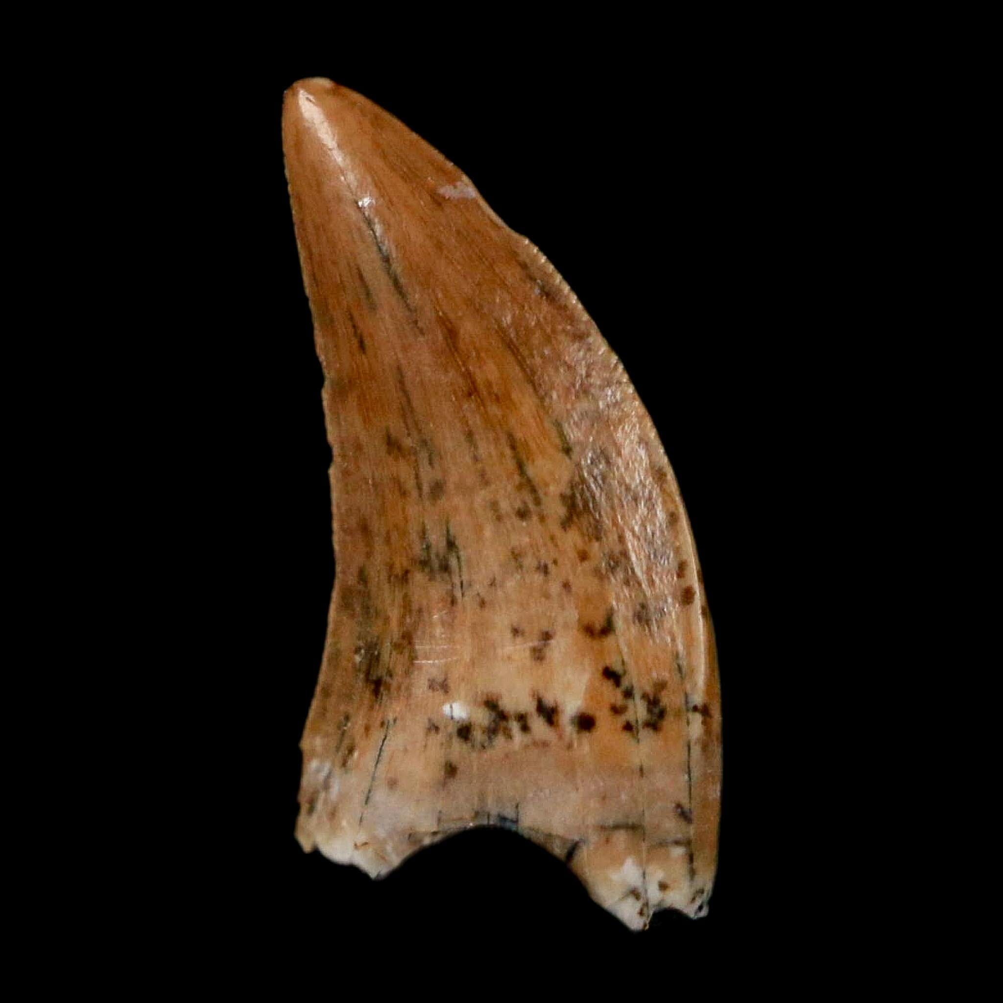 0.5" Nanotyrannus Tyrannosaurus Fossil Tooth Rooted Dinosaur Hell Creek MT COA - Fossil Age Minerals