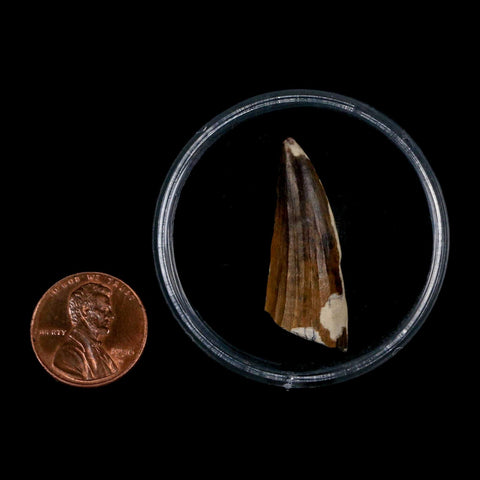 1.3" Suchomimus Fossil Tooth Cretaceous Spinosaurid Dinosaur Elraz FM Niger COA - Fossil Age Minerals