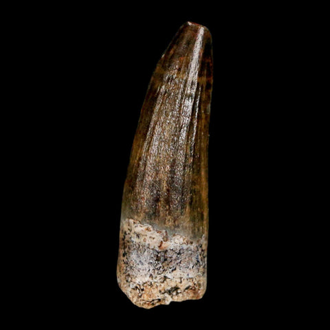 1.1" Suchomimus Fossil Tooth Cretaceous Spinosaurid Dinosaur Elraz FM Niger COA - Fossil Age Minerals