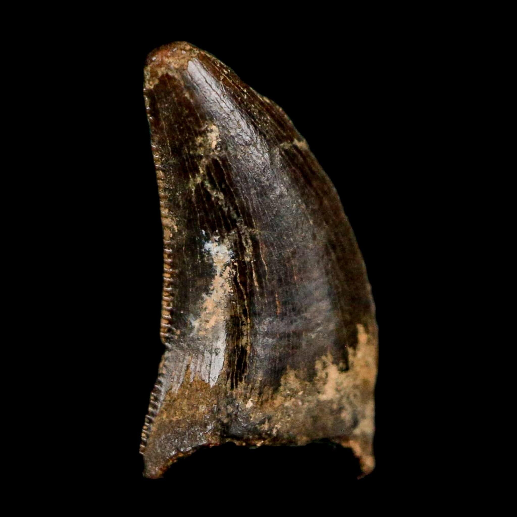 0.5" Nanotyrannus Tyrannosaurus Fossil Tooth Rooted Dinosaur Hell Creek MT COA - Fossil Age Minerals