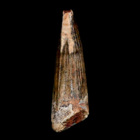 1.1" Suchomimus Fossil Tooth Cretaceous Spinosaurid Dinosaur Elraz FM Niger COA - Fossil Age Minerals