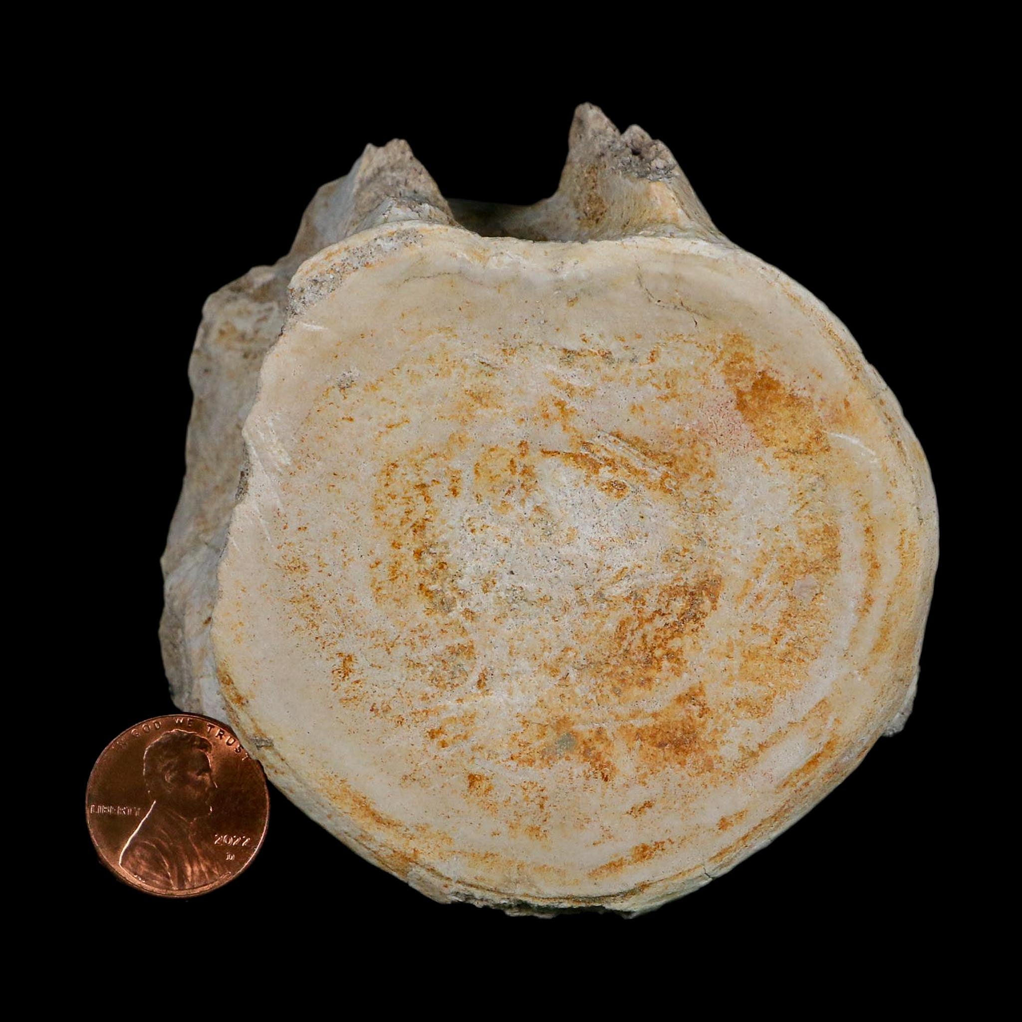 3.2" Plesiosaurus Fossil Vertebrae Cretaceous Dinosaur Era Morocco Zarafasaura COA