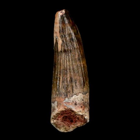 1.1" Suchomimus Fossil Tooth Cretaceous Spinosaurid Dinosaur Elraz FM Niger COA - Fossil Age Minerals