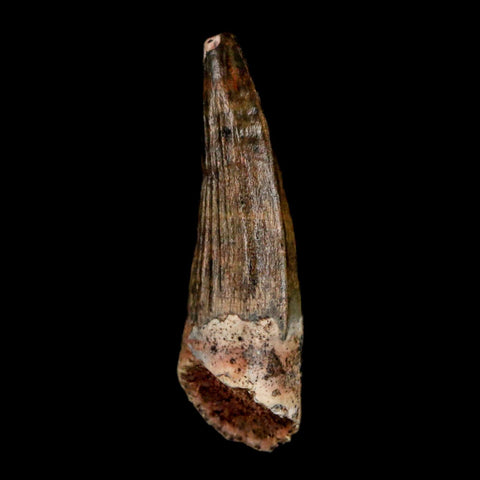 1.1" Suchomimus Fossil Tooth Cretaceous Spinosaurid Dinosaur Elraz FM Niger COA - Fossil Age Minerals