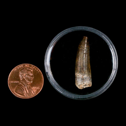 1.1" Suchomimus Fossil Tooth Cretaceous Spinosaurid Dinosaur Elraz FM Niger COA - Fossil Age Minerals