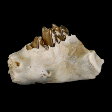 0.6" Palaeolagus Hayeni Fossil Jaw Section Teeth Oligocene Epoch South Dakota Display