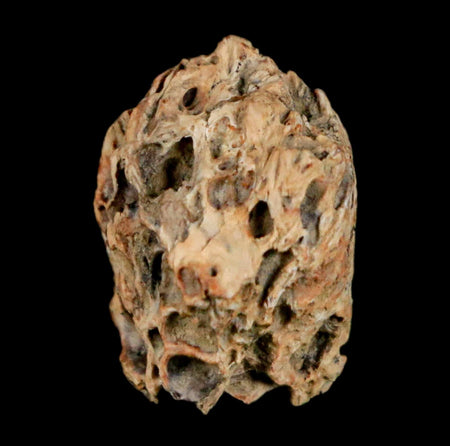 0.6" Raptor Theropod Fossil Bone Cretaceous Dinosaur Judith River FM MT COA Display