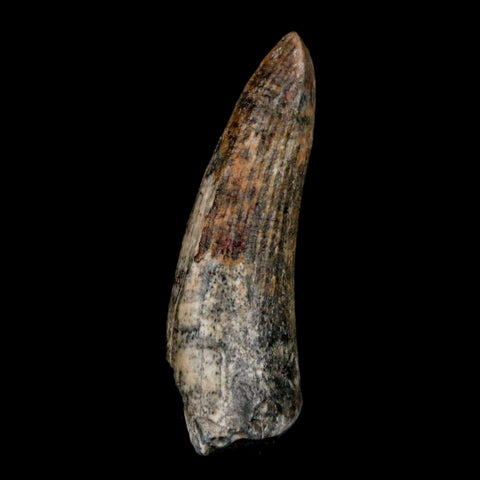 1.5" Suchomimus Fossil Tooth Cretaceous Spinosaurid Dinosaur Elraz FM Niger COA - Fossil Age Minerals