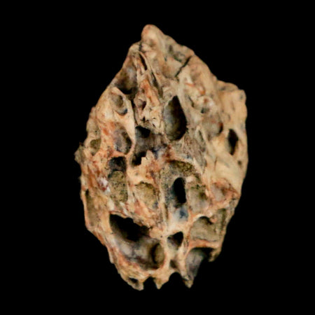 0.6" Raptor Theropod Fossil Bone Cretaceous Dinosaur Judith River FM MT COA Display