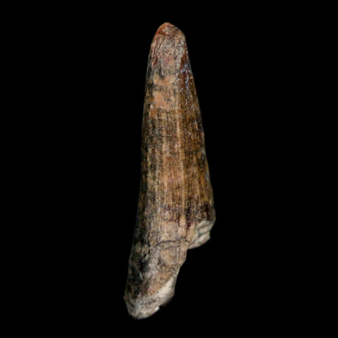 1.5" Suchomimus Fossil Tooth Cretaceous Spinosaurid Dinosaur Elraz FM Niger COA - Fossil Age Minerals