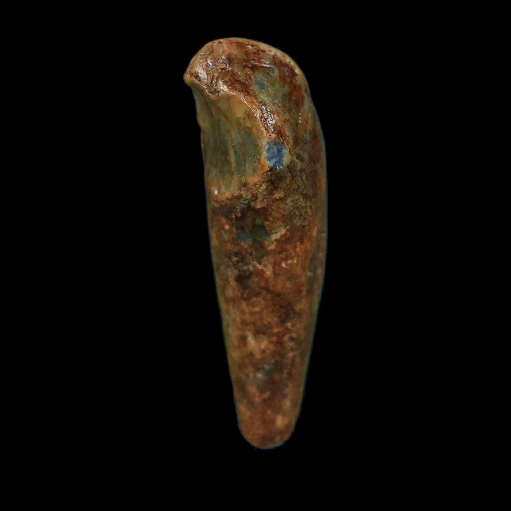 1.6" Extinct Cave Bear Ursus Spelaeus Incisor Tooth Rooted Pleistocene Age COA, Stand - Fossil Age Minerals