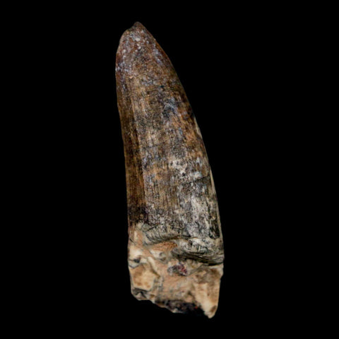 1.5" Suchomimus Fossil Tooth Cretaceous Spinosaurid Dinosaur Elraz FM Niger COA - Fossil Age Minerals