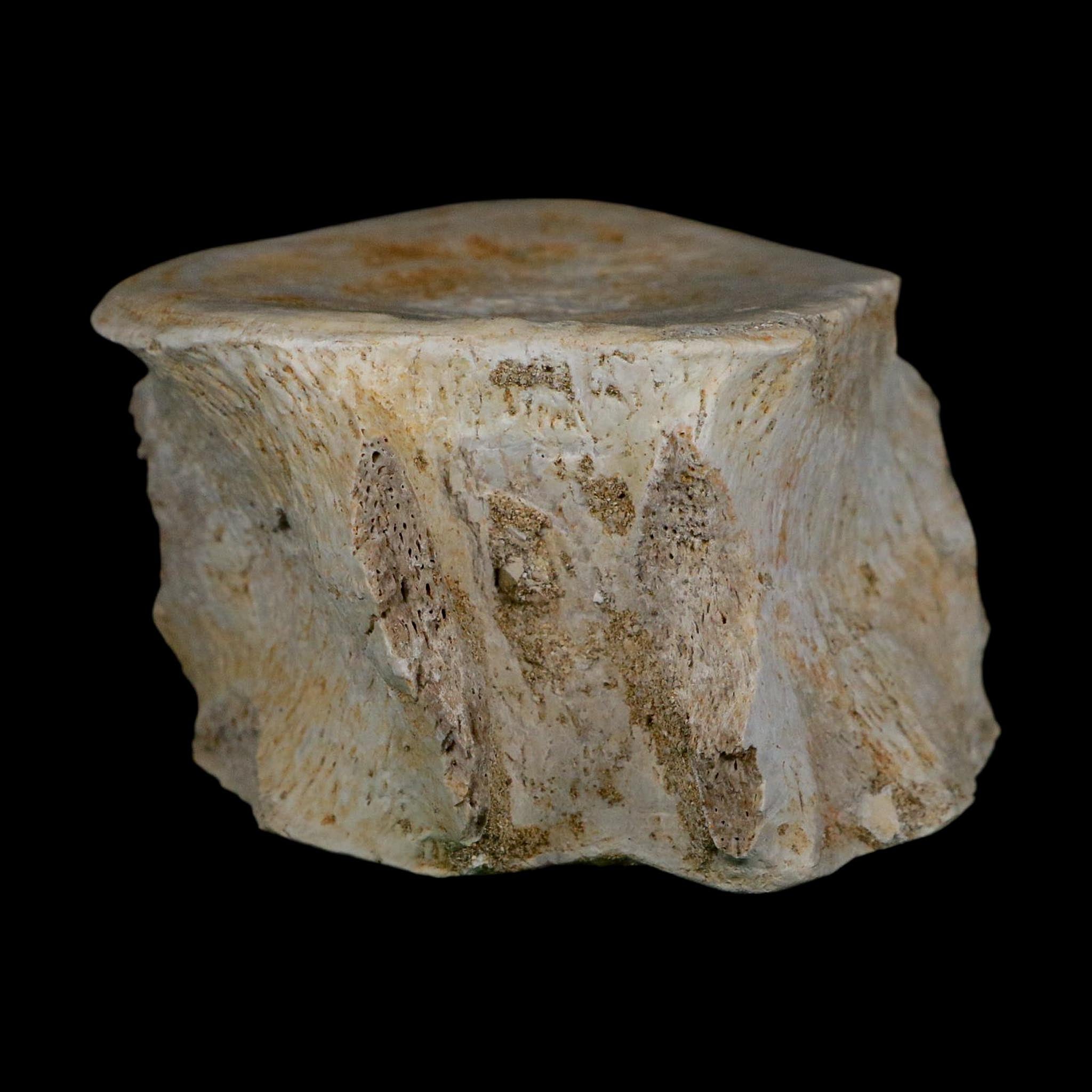 3.2" Plesiosaurus Fossil Vertebrae Cretaceous Dinosaur Era Morocco Zarafasaura COA