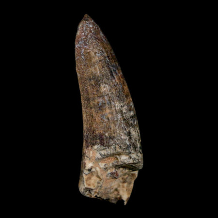 1.5" Suchomimus Fossil Tooth Cretaceous Spinosaurid Dinosaur Elraz FM Niger COA