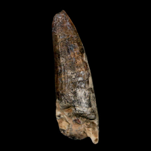 1.5" Suchomimus Fossil Tooth Cretaceous Spinosaurid Dinosaur Elraz FM Niger COA - Fossil Age Minerals