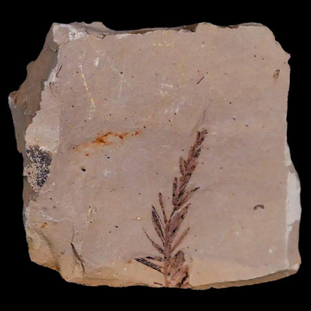 1.4" Detailed Fossil Plant Leafs Metasequoia Dawn Redwood Oligocene Age MT COA