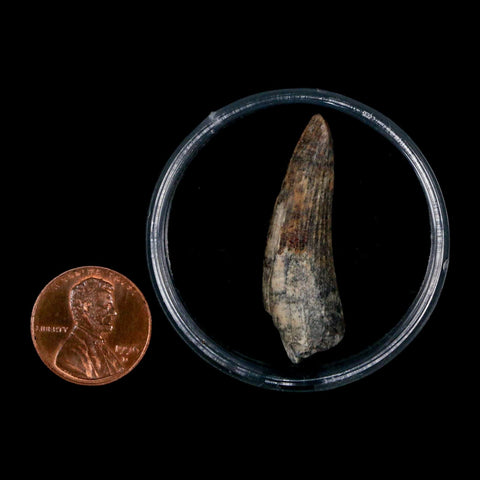 1.5" Suchomimus Fossil Tooth Cretaceous Spinosaurid Dinosaur Elraz FM Niger COA - Fossil Age Minerals