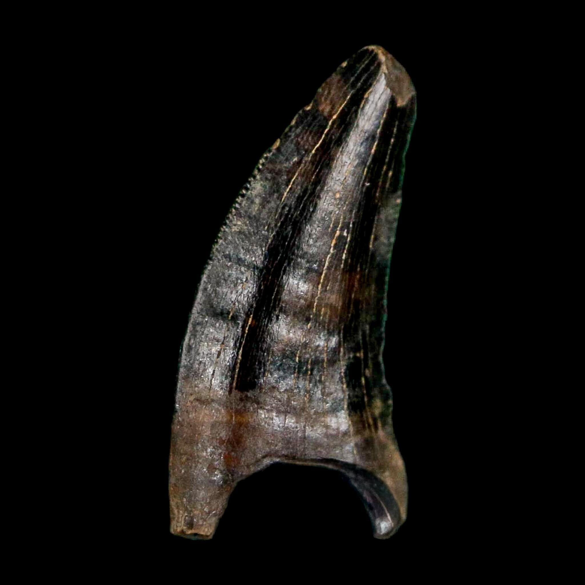0.5" Nanotyrannus Tyrannosaurus Fossil Tooth Rooted Dinosaur Hell Creek MT COA - Fossil Age Minerals