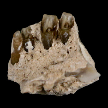 0.4" Palaeolagus Hayeni Fossil Jaw Section Teeth Oligocene Epoch South Dakota Display