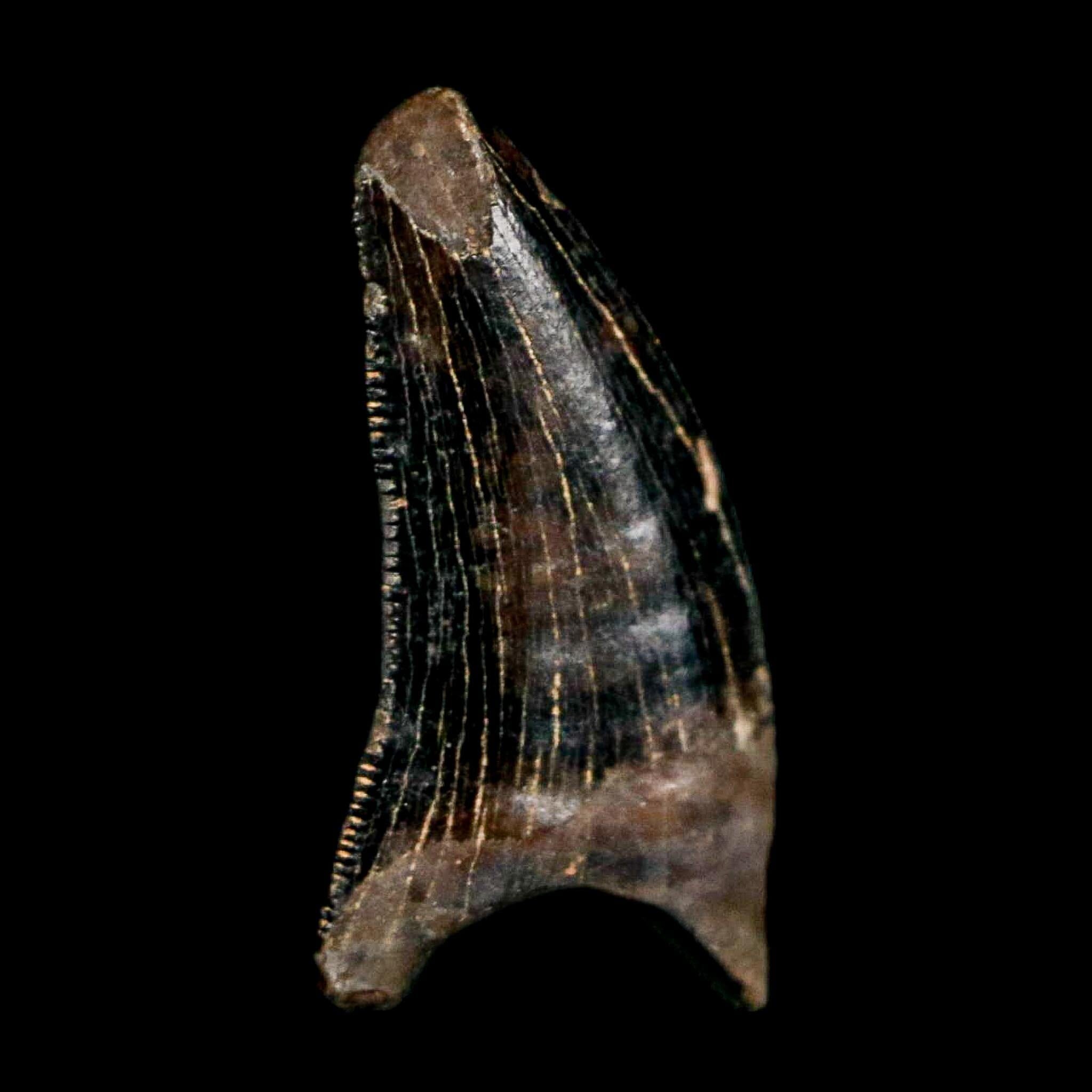 0.5" Nanotyrannus Tyrannosaurus Fossil Tooth Rooted Dinosaur Hell Creek MT COA - Fossil Age Minerals