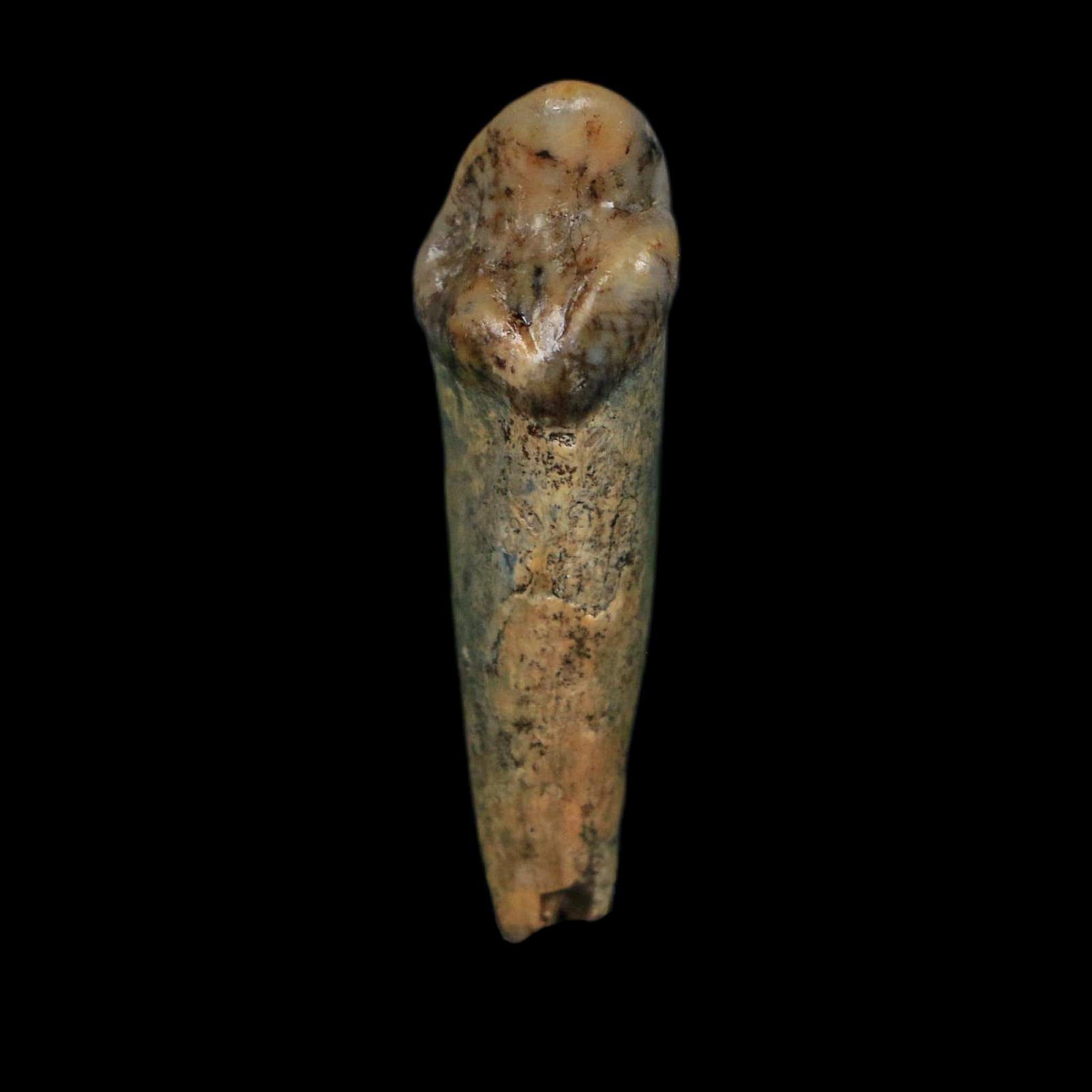 1.2" Extinct Cave Bear Ursus Spelaeus Incisor Tooth Rooted Pleistocene Age COA, Display - Fossil Age Minerals