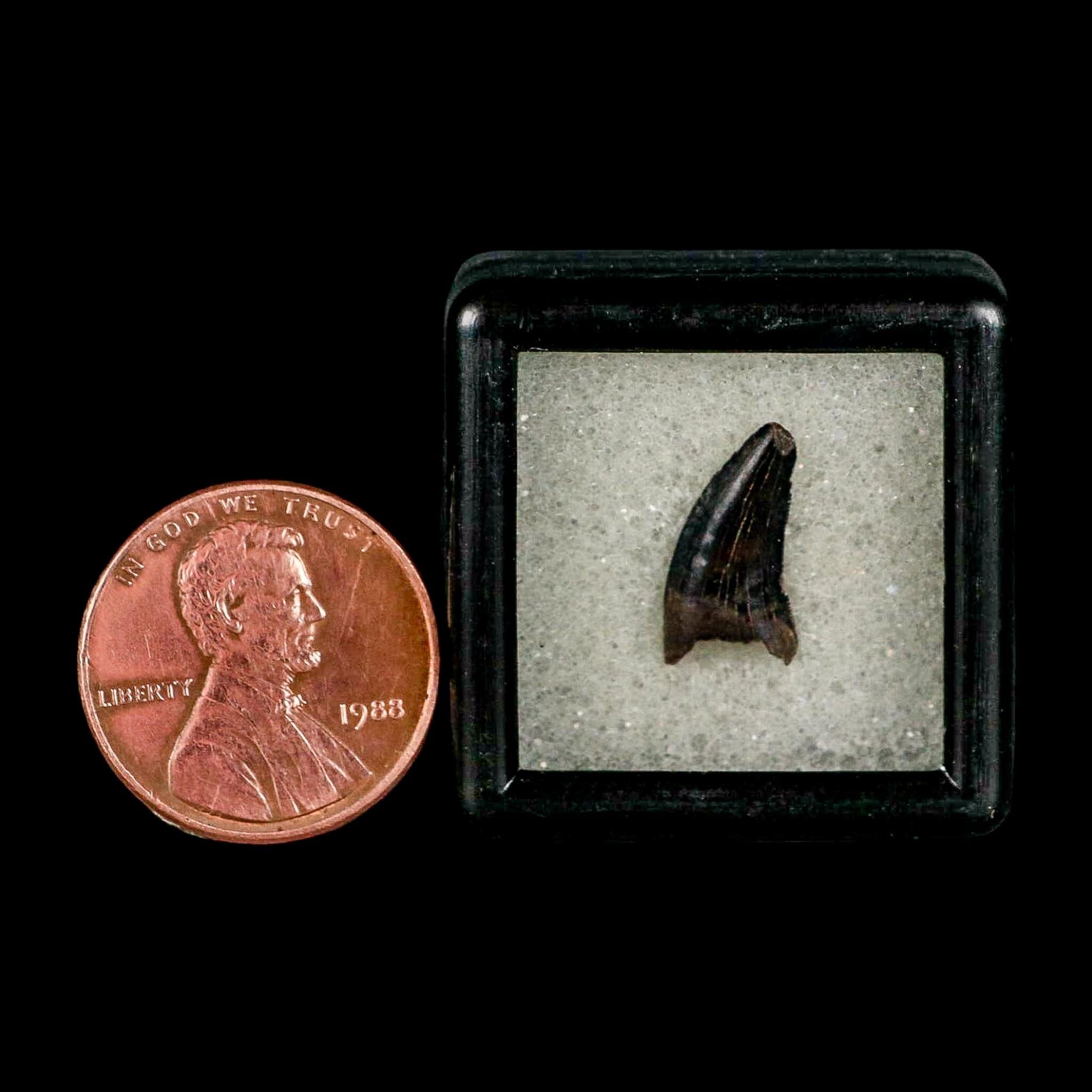 0.5" Nanotyrannus Tyrannosaurus Fossil Tooth Rooted Dinosaur Hell Creek MT COA - Fossil Age Minerals