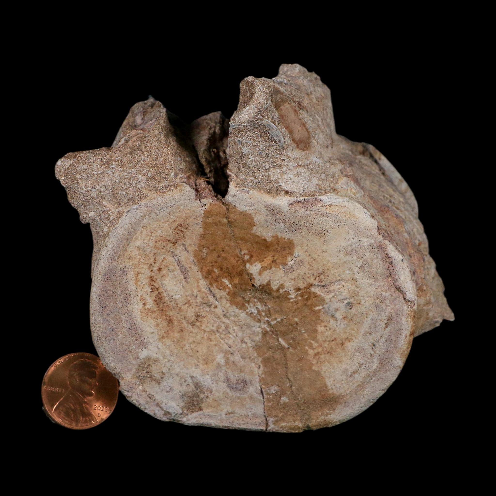 3.4" Plesiosaurus Fossil Vertebrae Cretaceous Dinosaur Era Morocco Zarafasaura COA