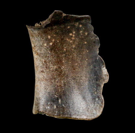 1.1" Raptor Theropod Fossil Bone Cretaceous Dinosaur Judith River FM MT COA Display